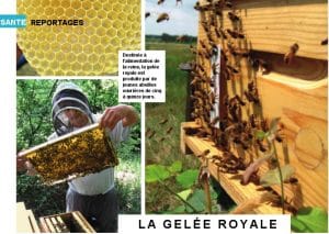 Santé magazine : la production de gelée royale française