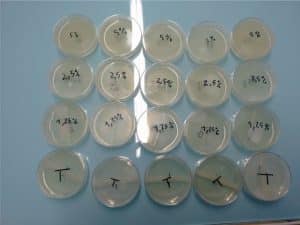 Effets antibactériens de la gelée royale sur le staphylocoque doré