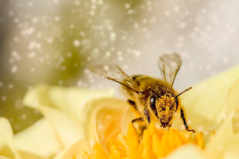 Pollen - Bienfaits, Posologie et Avis à propos du Grain de pollen