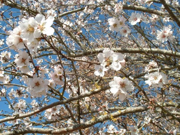 fleurs de printemps cerisier